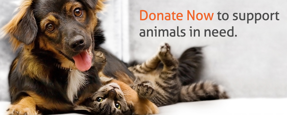Donate now to support animals in need