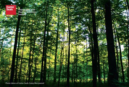 Trees at Camp Merrywood